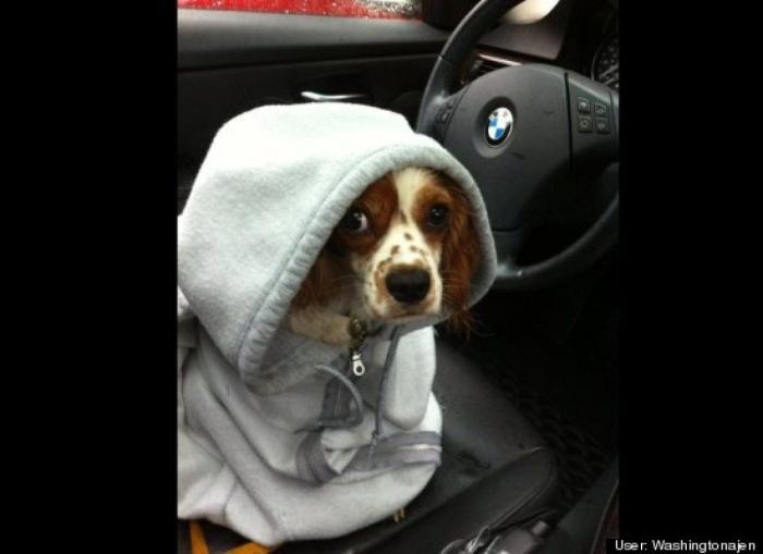 ¿Qué hacen un tigre o un león si les dejas una caja de cartón? El mejor vídeo de bichinos de la semana (VÍDEO)