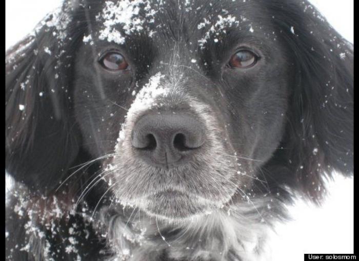 ¿Qué hacen un tigre o un león si les dejas una caja de cartón? El mejor vídeo de bichinos de la semana (VÍDEO)