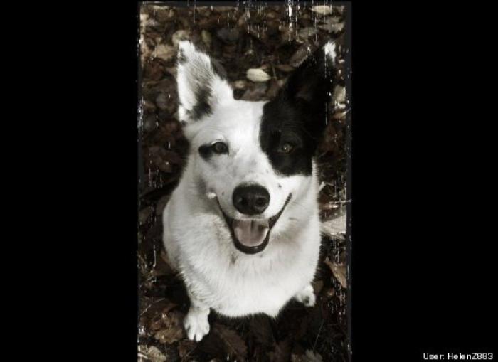 ¿Qué hacen un tigre o un león si les dejas una caja de cartón? El mejor vídeo de bichinos de la semana (VÍDEO)