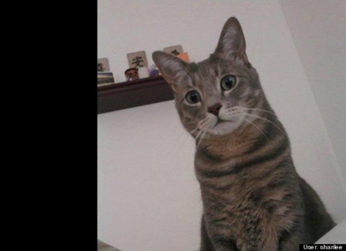 ¿Qué hacen un tigre o un león si les dejas una caja de cartón? El mejor vídeo de bichinos de la semana (VÍDEO)