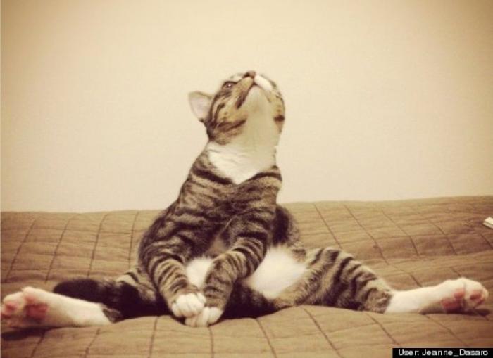 ¿Qué hacen un tigre o un león si les dejas una caja de cartón? El mejor vídeo de bichinos de la semana (VÍDEO)