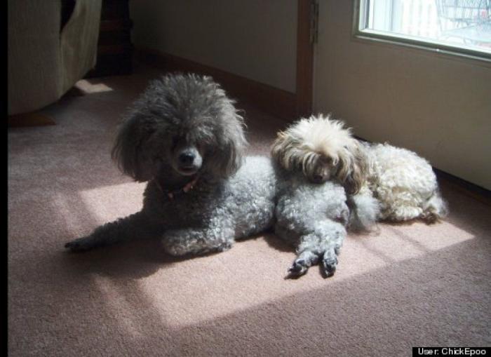 ¿Qué hacen un tigre o un león si les dejas una caja de cartón? El mejor vídeo de bichinos de la semana (VÍDEO)