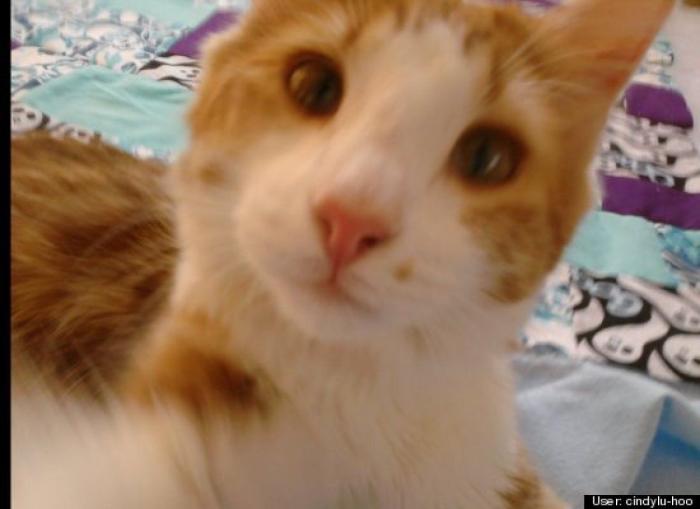 ¿Qué hacen un tigre o un león si les dejas una caja de cartón? El mejor vídeo de bichinos de la semana (VÍDEO)