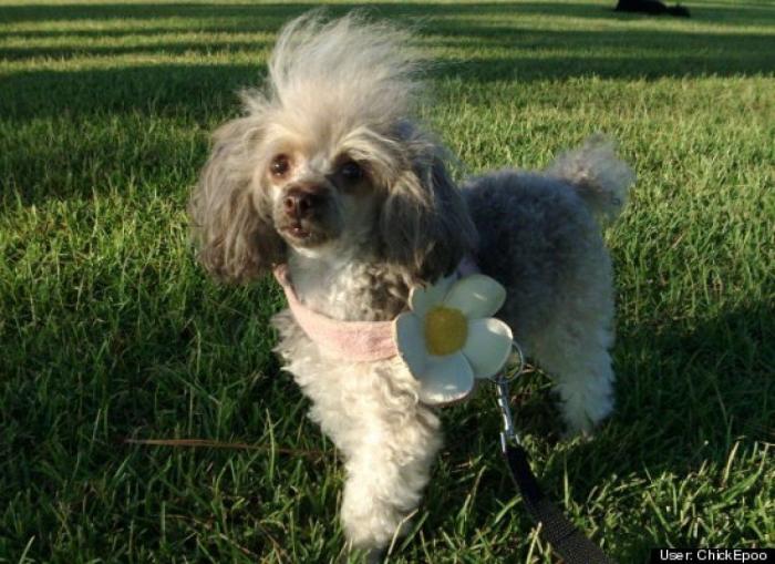¿Qué hacen un tigre o un león si les dejas una caja de cartón? El mejor vídeo de bichinos de la semana (VÍDEO)