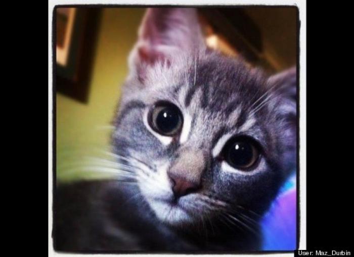 ¿Qué hacen un tigre o un león si les dejas una caja de cartón? El mejor vídeo de bichinos de la semana (VÍDEO)