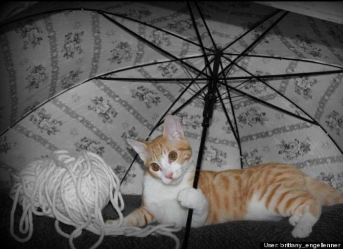 ¿Qué hacen un tigre o un león si les dejas una caja de cartón? El mejor vídeo de bichinos de la semana (VÍDEO)