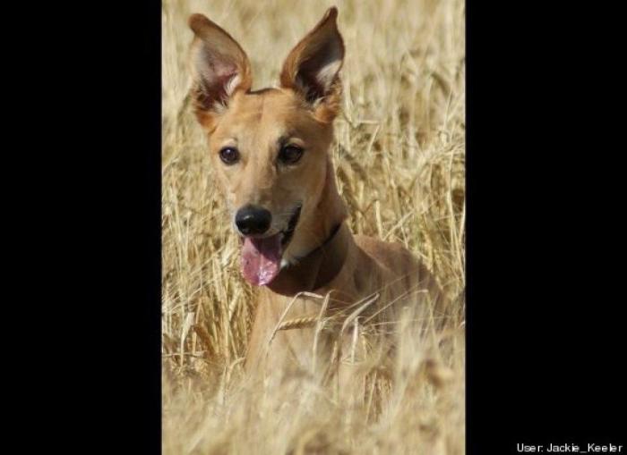 ¿Qué hacen un tigre o un león si les dejas una caja de cartón? El mejor vídeo de bichinos de la semana (VÍDEO)
