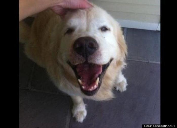 ¿Qué hacen un tigre o un león si les dejas una caja de cartón? El mejor vídeo de bichinos de la semana (VÍDEO)