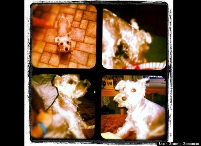 ¿Qué hacen un tigre o un león si les dejas una caja de cartón? El mejor vídeo de bichinos de la semana (VÍDEO)