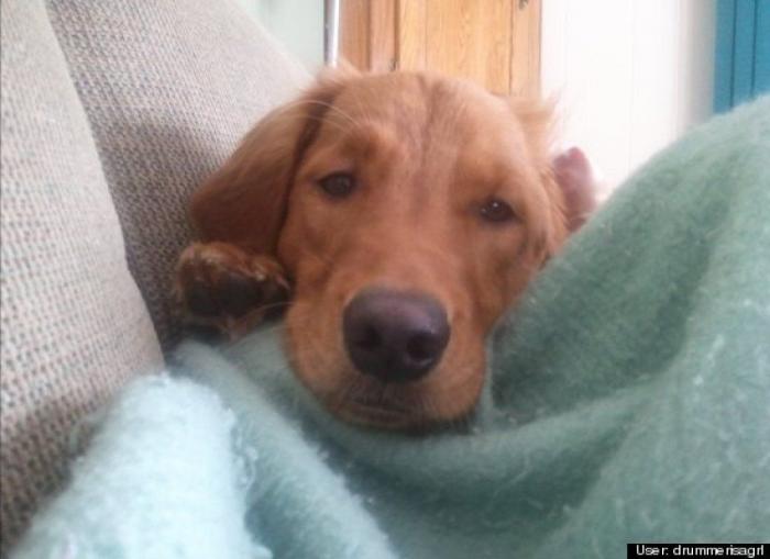 ¿Qué hacen un tigre o un león si les dejas una caja de cartón? El mejor vídeo de bichinos de la semana (VÍDEO)