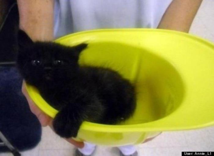 ¿Qué hacen un tigre o un león si les dejas una caja de cartón? El mejor vídeo de bichinos de la semana (VÍDEO)