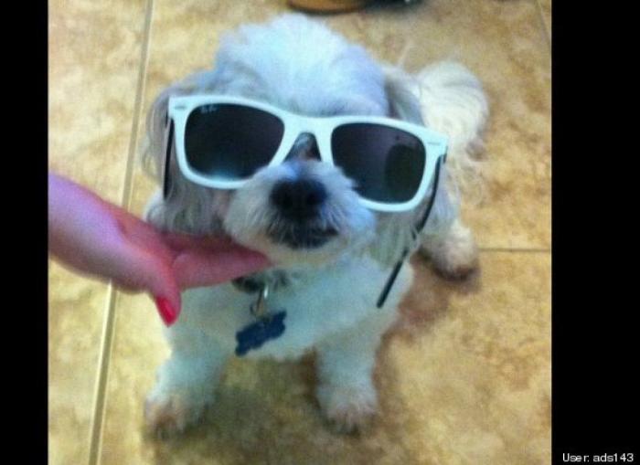 ¿Qué hacen un tigre o un león si les dejas una caja de cartón? El mejor vídeo de bichinos de la semana (VÍDEO)