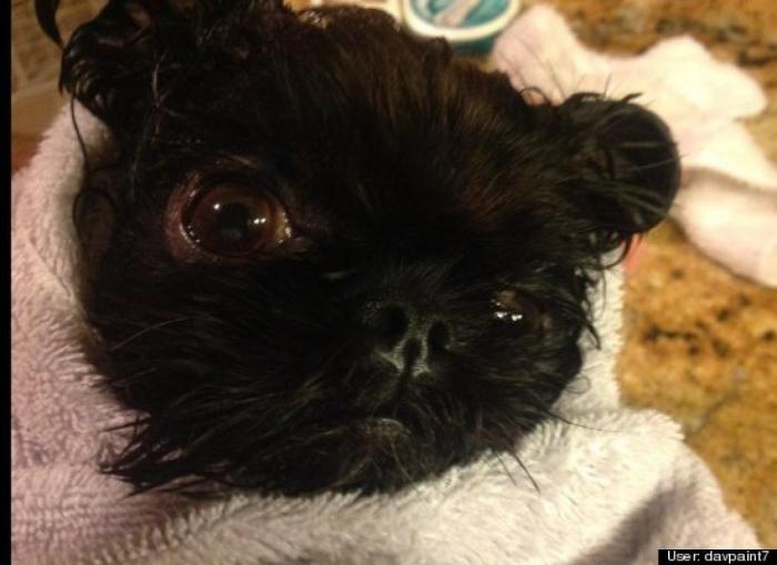 ¿Qué hacen un tigre o un león si les dejas una caja de cartón? El mejor vídeo de bichinos de la semana (VÍDEO)