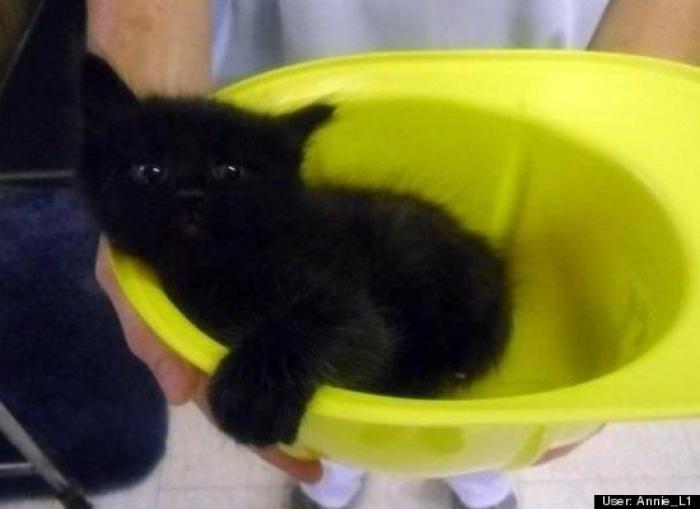 ¿Qué hacen un tigre o un león si les dejas una caja de cartón? El mejor vídeo de bichinos de la semana (VÍDEO)