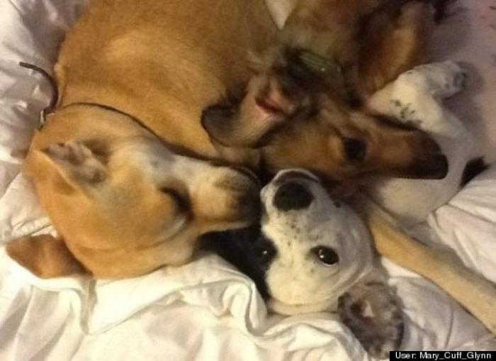 ¿Qué hacen un tigre o un león si les dejas una caja de cartón? El mejor vídeo de bichinos de la semana (VÍDEO)