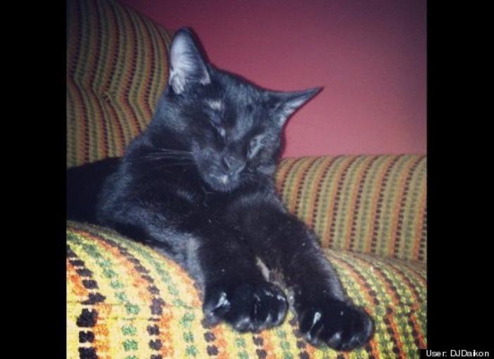 ¿Qué hacen un tigre o un león si les dejas una caja de cartón? El mejor vídeo de bichinos de la semana (VÍDEO)