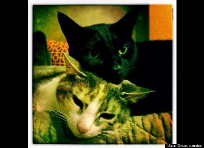 ¿Qué hacen un tigre o un león si les dejas una caja de cartón? El mejor vídeo de bichinos de la semana (VÍDEO)