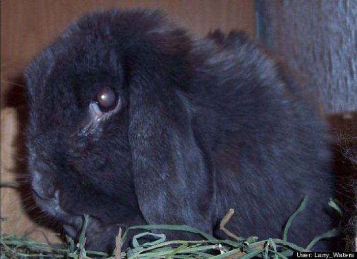 ¿Qué hacen un tigre o un león si les dejas una caja de cartón? El mejor vídeo de bichinos de la semana (VÍDEO)