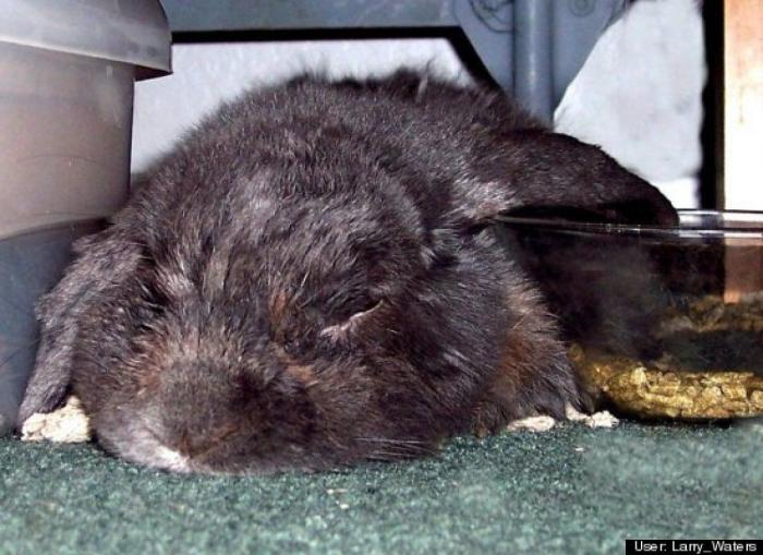 ¿Qué hacen un tigre o un león si les dejas una caja de cartón? El mejor vídeo de bichinos de la semana (VÍDEO)