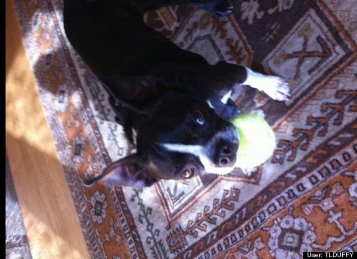 ¿Qué hacen un tigre o un león si les dejas una caja de cartón? El mejor vídeo de bichinos de la semana (VÍDEO)