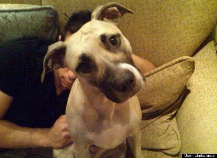 ¿Qué hacen un tigre o un león si les dejas una caja de cartón? El mejor vídeo de bichinos de la semana (VÍDEO)