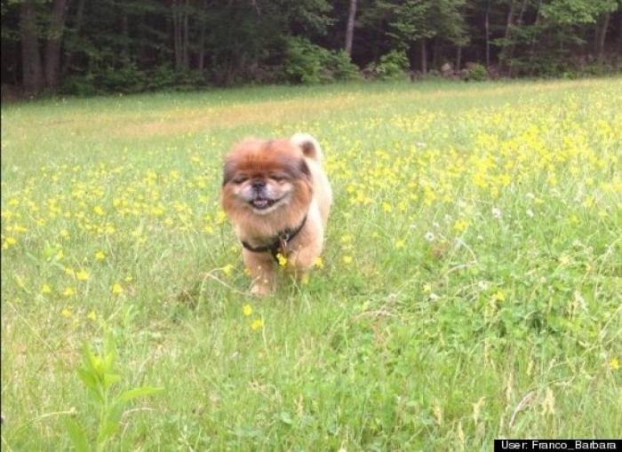 ¿Qué hacen un tigre o un león si les dejas una caja de cartón? El mejor vídeo de bichinos de la semana (VÍDEO)