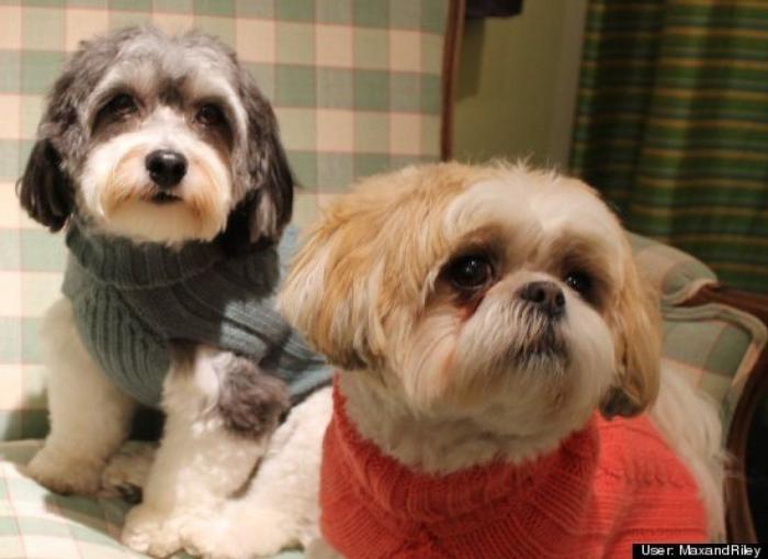 ¿Qué hacen un tigre o un león si les dejas una caja de cartón? El mejor vídeo de bichinos de la semana (VÍDEO)