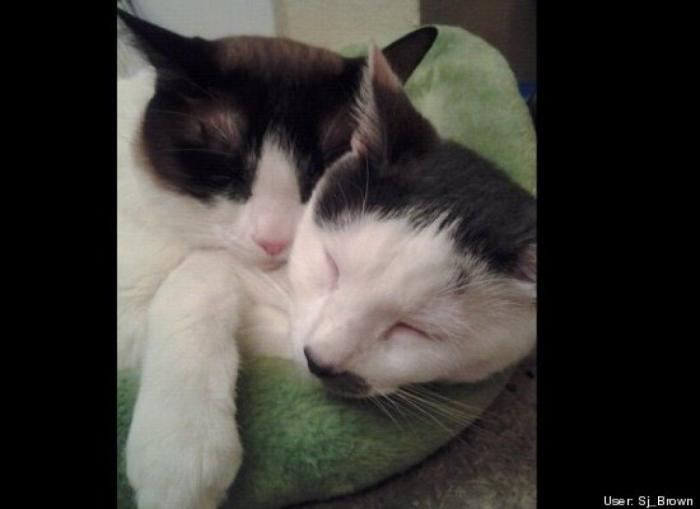 ¿Qué hacen un tigre o un león si les dejas una caja de cartón? El mejor vídeo de bichinos de la semana (VÍDEO)