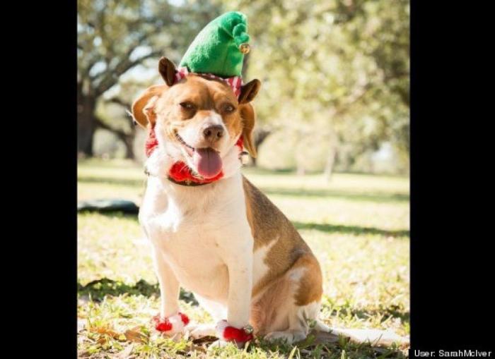 ¿Qué hacen un tigre o un león si les dejas una caja de cartón? El mejor vídeo de bichinos de la semana (VÍDEO)