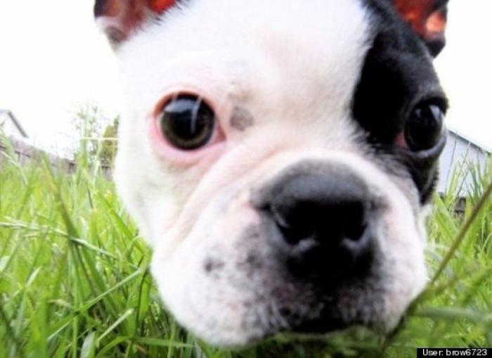 ¿Qué hacen un tigre o un león si les dejas una caja de cartón? El mejor vídeo de bichinos de la semana (VÍDEO)