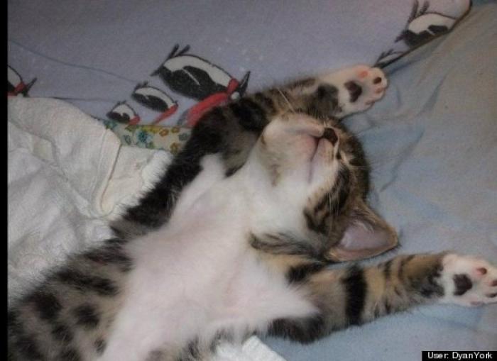 ¿Qué hacen un tigre o un león si les dejas una caja de cartón? El mejor vídeo de bichinos de la semana (VÍDEO)