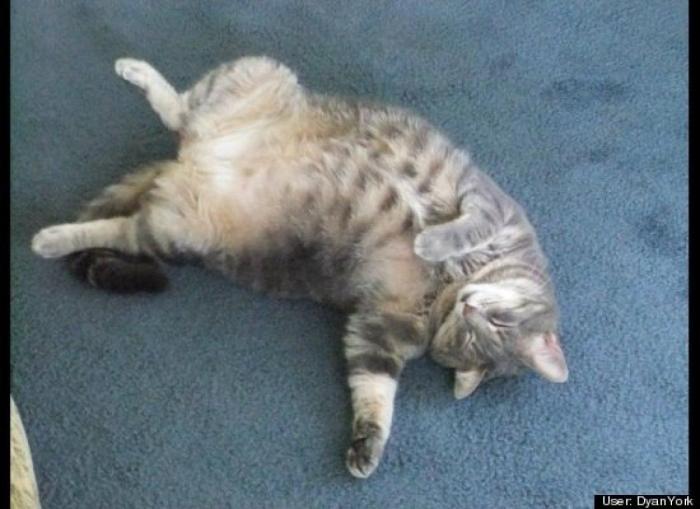 ¿Qué hacen un tigre o un león si les dejas una caja de cartón? El mejor vídeo de bichinos de la semana (VÍDEO)