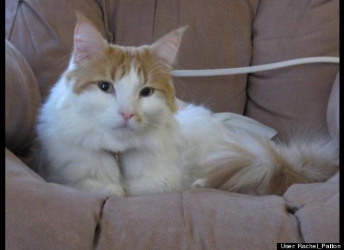 ¿Qué hacen un tigre o un león si les dejas una caja de cartón? El mejor vídeo de bichinos de la semana (VÍDEO)