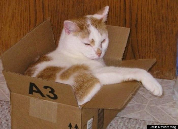 ¿Qué hacen un tigre o un león si les dejas una caja de cartón? El mejor vídeo de bichinos de la semana (VÍDEO)