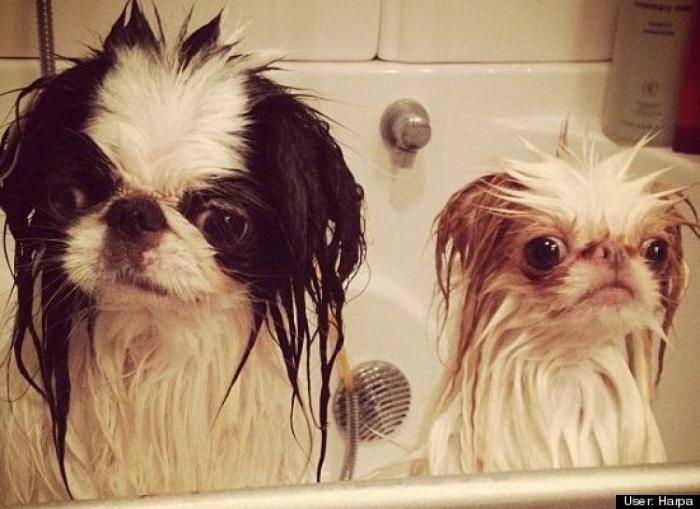 ¿Qué hacen un tigre o un león si les dejas una caja de cartón? El mejor vídeo de bichinos de la semana (VÍDEO)