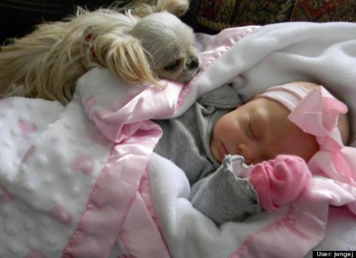 ¿Qué hacen un tigre o un león si les dejas una caja de cartón? El mejor vídeo de bichinos de la semana (VÍDEO)