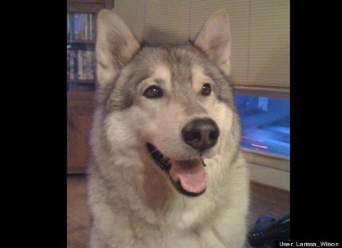 ¿Qué hacen un tigre o un león si les dejas una caja de cartón? El mejor vídeo de bichinos de la semana (VÍDEO)