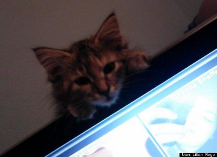 ¿Qué hacen un tigre o un león si les dejas una caja de cartón? El mejor vídeo de bichinos de la semana (VÍDEO)