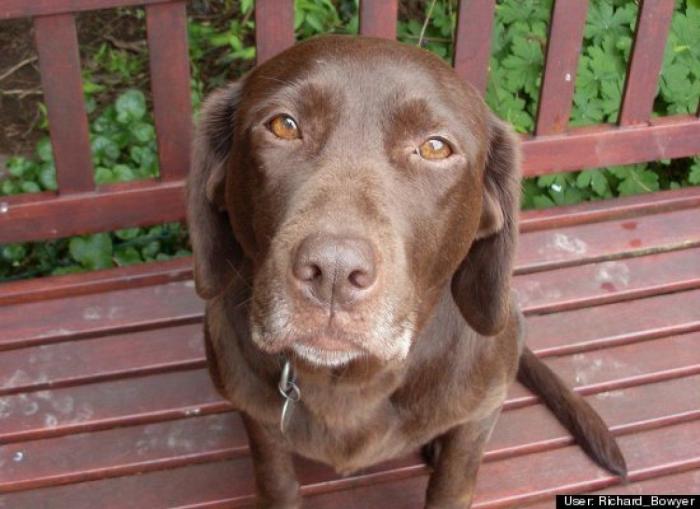 ¿Qué hacen un tigre o un león si les dejas una caja de cartón? El mejor vídeo de bichinos de la semana (VÍDEO)