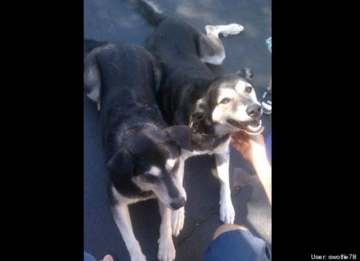 ¿Qué hacen un tigre o un león si les dejas una caja de cartón? El mejor vídeo de bichinos de la semana (VÍDEO)