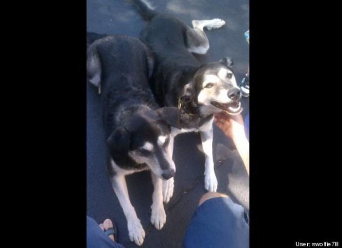 ¿Qué hacen un tigre o un león si les dejas una caja de cartón? El mejor vídeo de bichinos de la semana (VÍDEO)