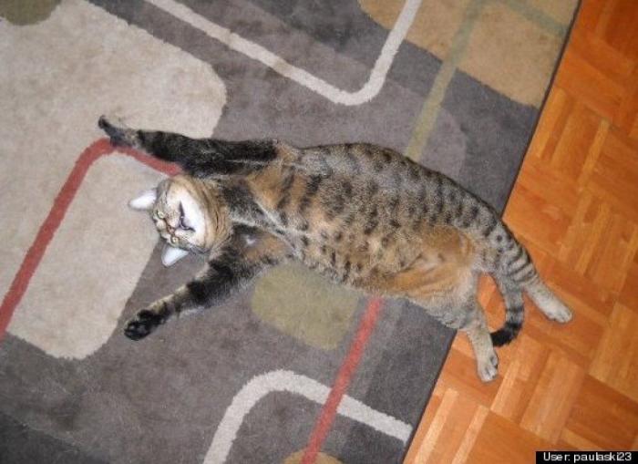 ¿Qué hacen un tigre o un león si les dejas una caja de cartón? El mejor vídeo de bichinos de la semana (VÍDEO)