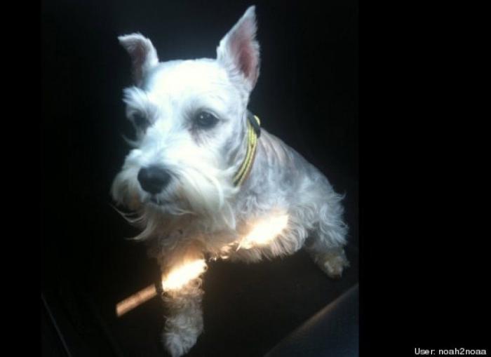 ¿Qué hacen un tigre o un león si les dejas una caja de cartón? El mejor vídeo de bichinos de la semana (VÍDEO)