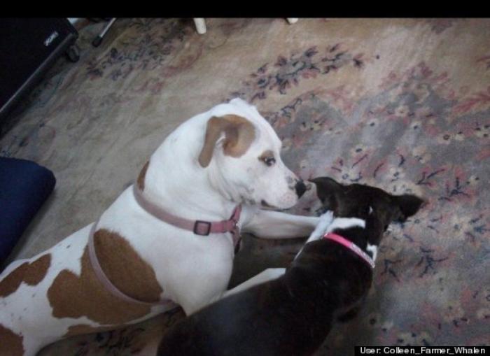 ¿Qué hacen un tigre o un león si les dejas una caja de cartón? El mejor vídeo de bichinos de la semana (VÍDEO)