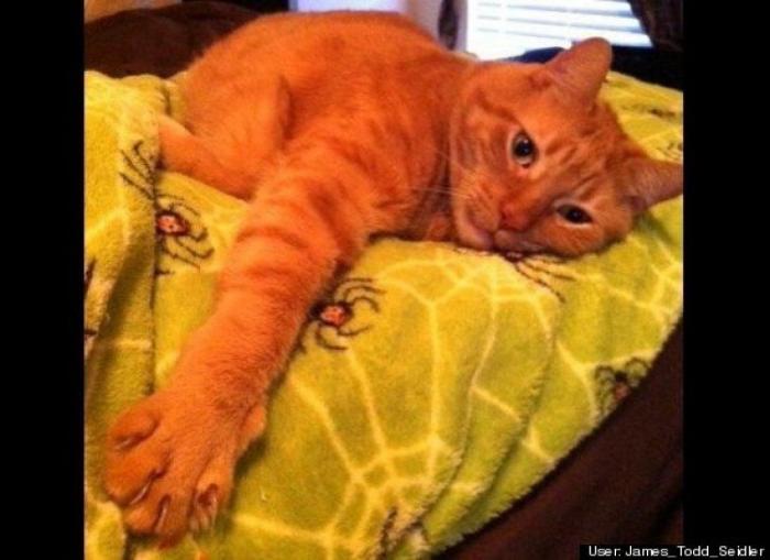 ¿Qué hacen un tigre o un león si les dejas una caja de cartón? El mejor vídeo de bichinos de la semana (VÍDEO)