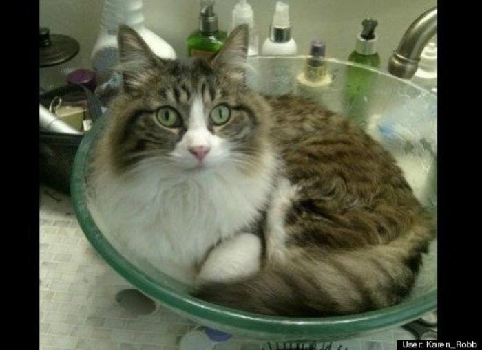 ¿Qué hacen un tigre o un león si les dejas una caja de cartón? El mejor vídeo de bichinos de la semana (VÍDEO)