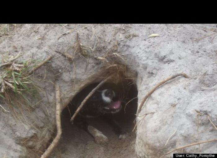 ¿Qué hacen un tigre o un león si les dejas una caja de cartón? El mejor vídeo de bichinos de la semana (VÍDEO)