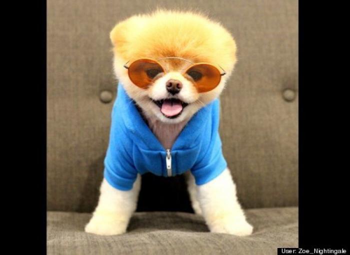 ¿Qué hacen un tigre o un león si les dejas una caja de cartón? El mejor vídeo de bichinos de la semana (VÍDEO)