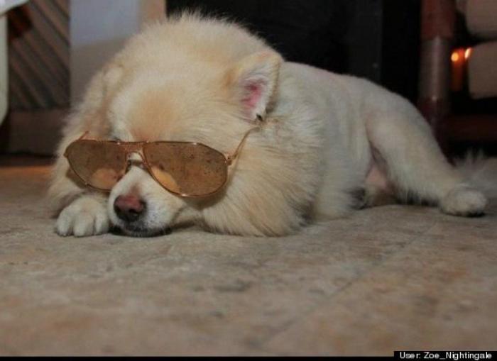 ¿Qué hacen un tigre o un león si les dejas una caja de cartón? El mejor vídeo de bichinos de la semana (VÍDEO)