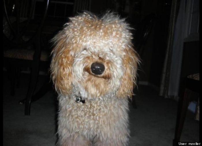 ¿Qué hacen un tigre o un león si les dejas una caja de cartón? El mejor vídeo de bichinos de la semana (VÍDEO)